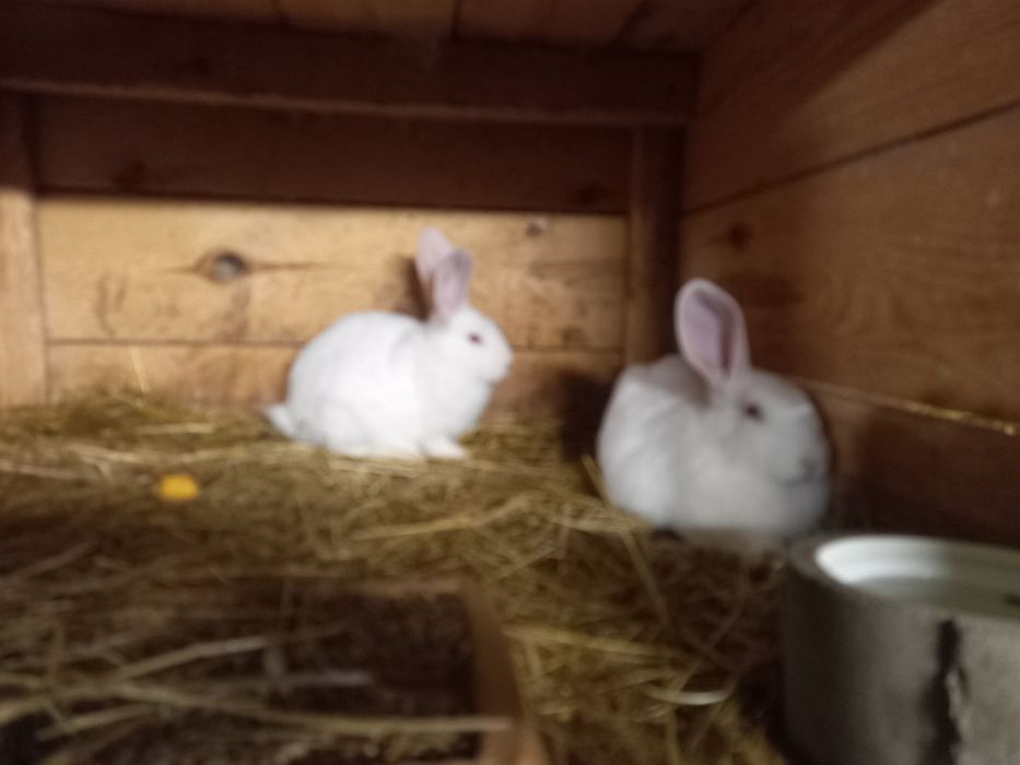 Samiczki termondzkie