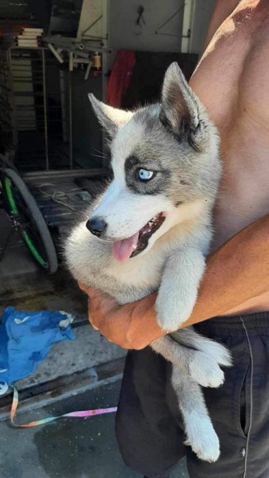 Продам щенка Хаскі