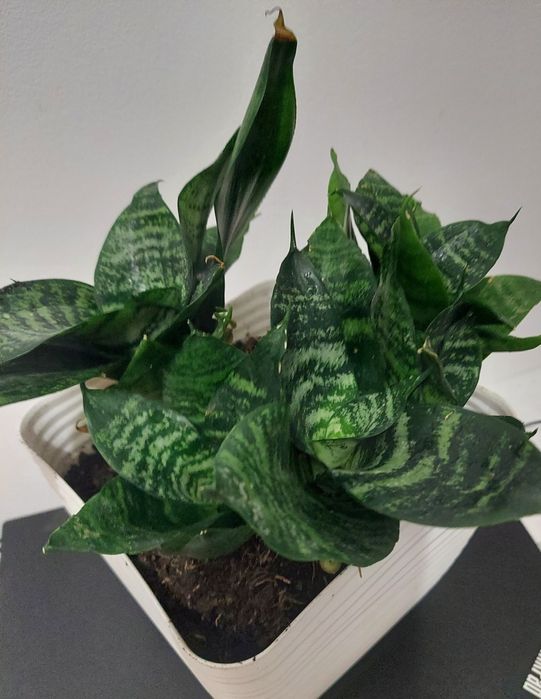 Sansewieria, wężownica