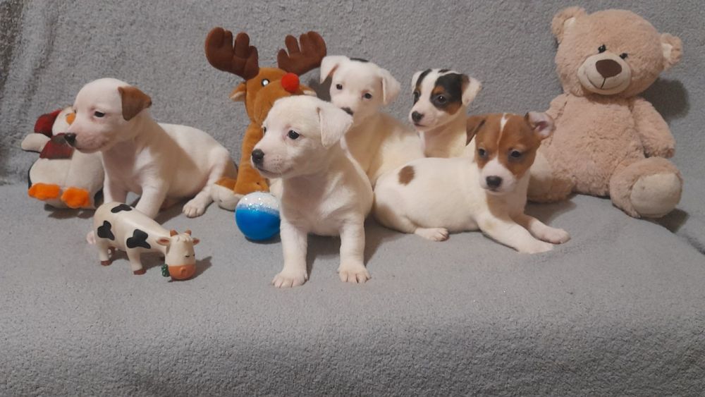 Чудові малюки Джек Рассел терʼєр.