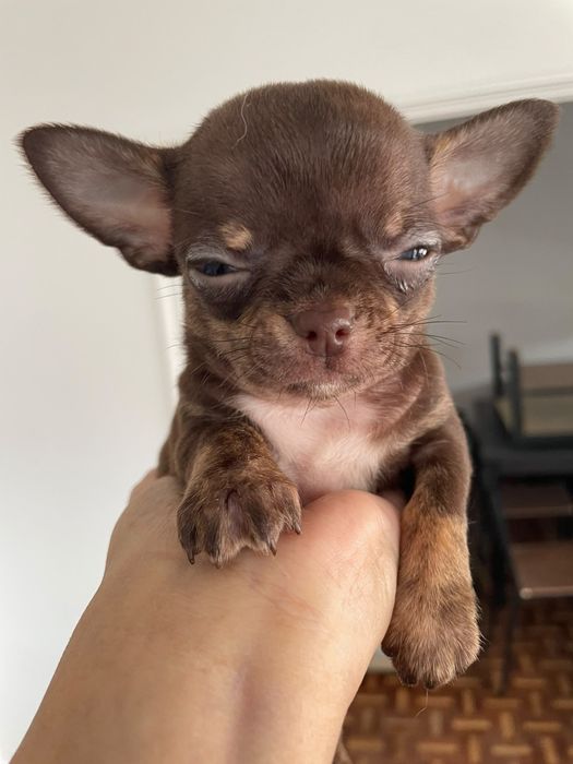 Chihuahua Macho pelo curto