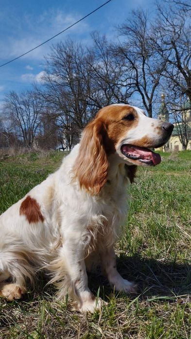 Російський Мисливський Спаніель
