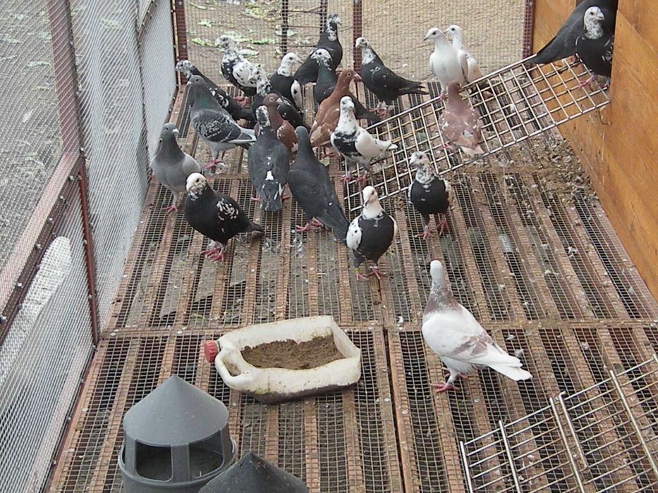 gołębie mulemansy, tygrysy