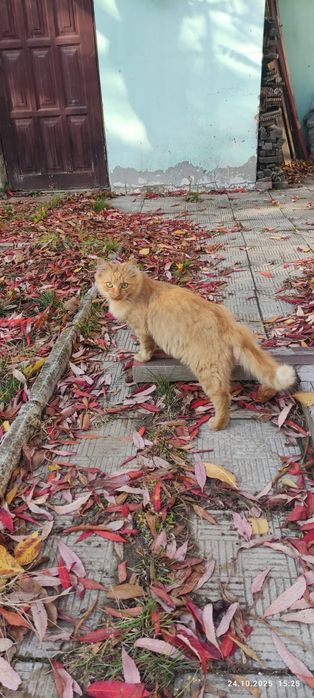 Котёнок котик Рыжик