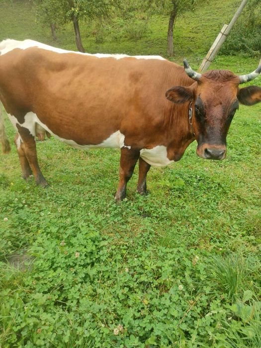 Продам корову Косівський район