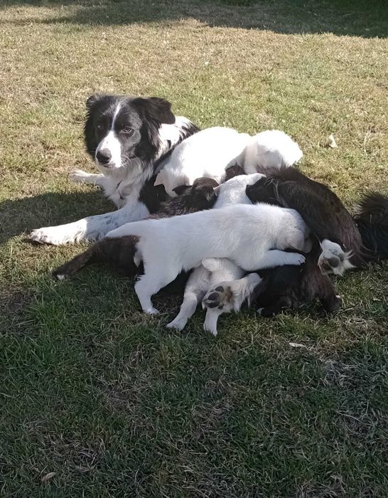 Oddam szczeniaki w dobre ręce