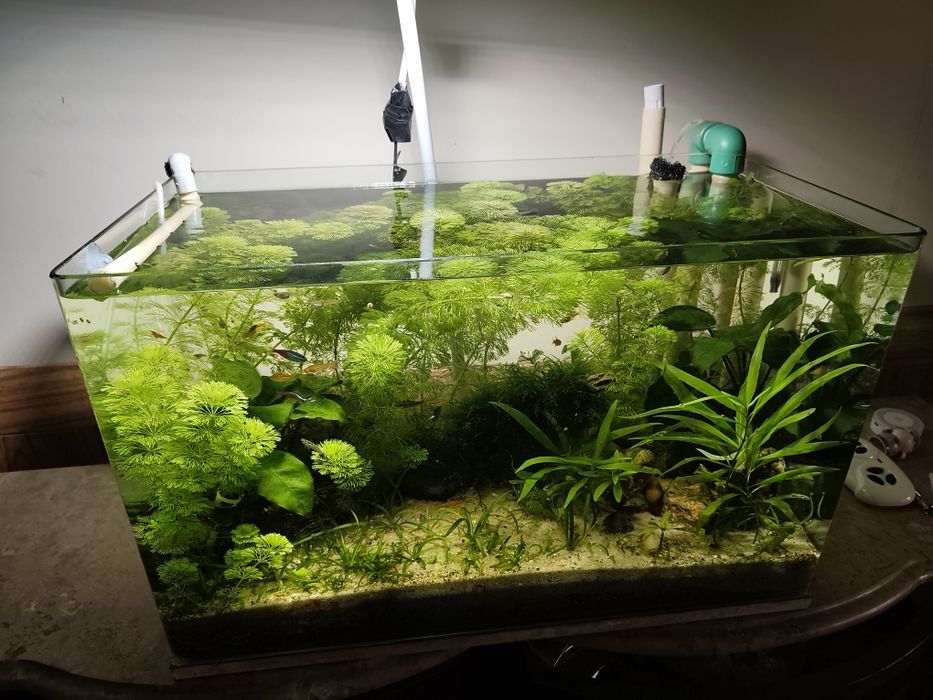 Aquário Plantado Completo 72L – 300 €