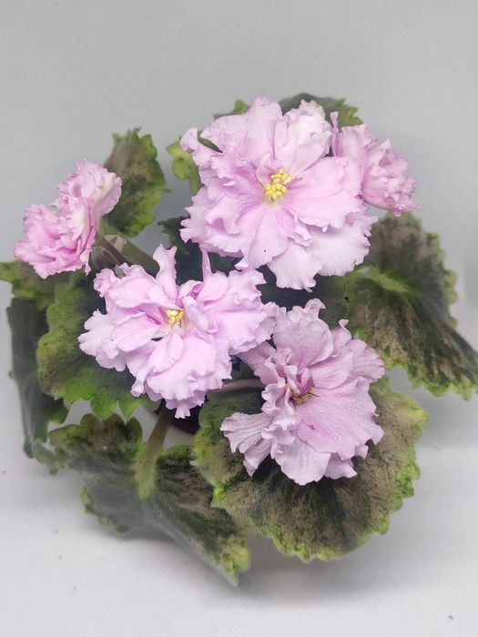 Сенполія сортова