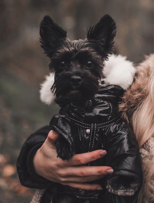 Йорк взрослый, черного цвета