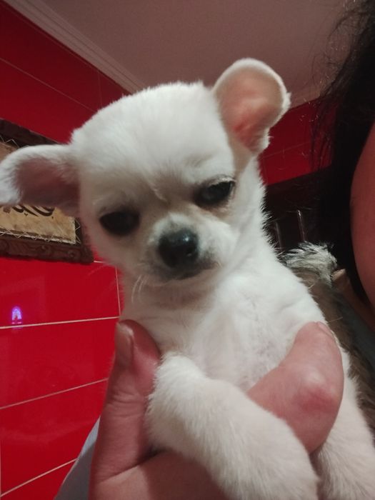 Хлопчик чіхуаньчик