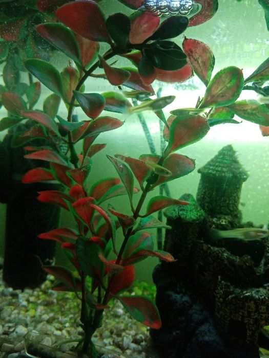 Rybki akwariowe gupiki