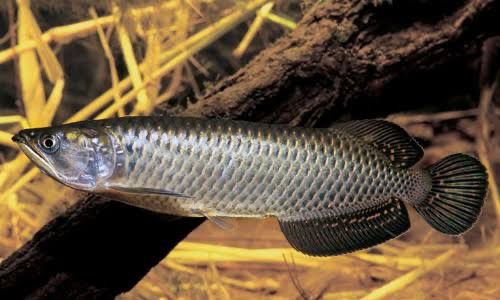 Арована Жардини Scleropages jardini