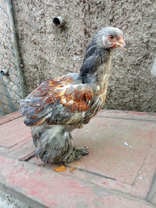 Cedo frangos brahama