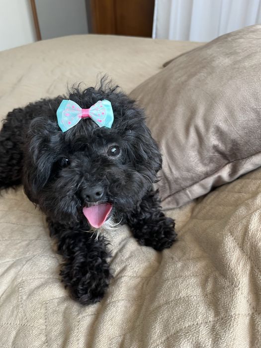Cudowna suczka cavapoo gotowa do odbioru
