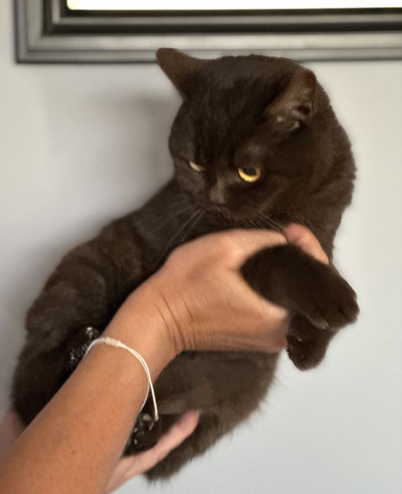 Kotka brytyjska czekoladowa FPL / FIFe