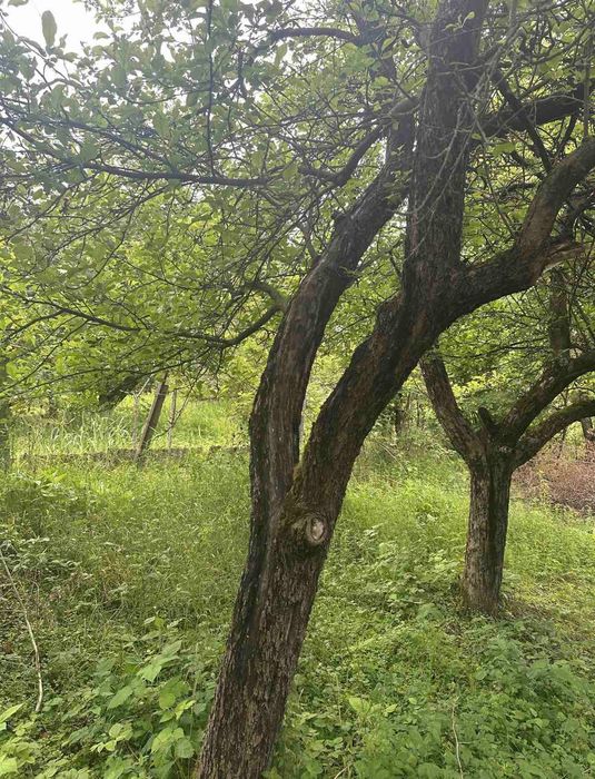 Продам земельну ділянку 6,99 соток в Оноківцях під забудову