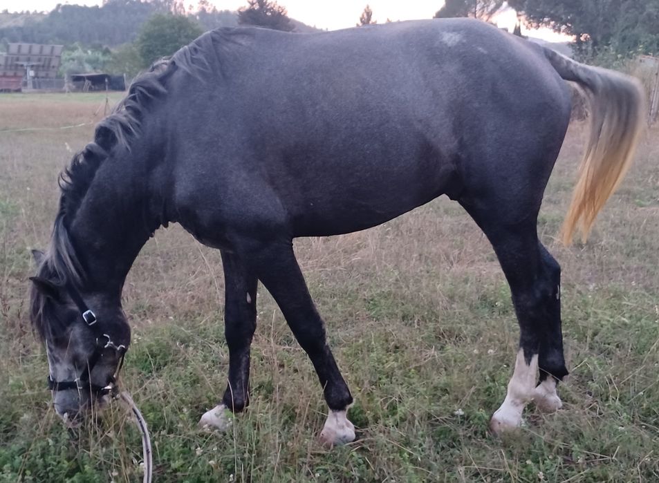 Beautiful stallion with potential, for sale (Coimbra)