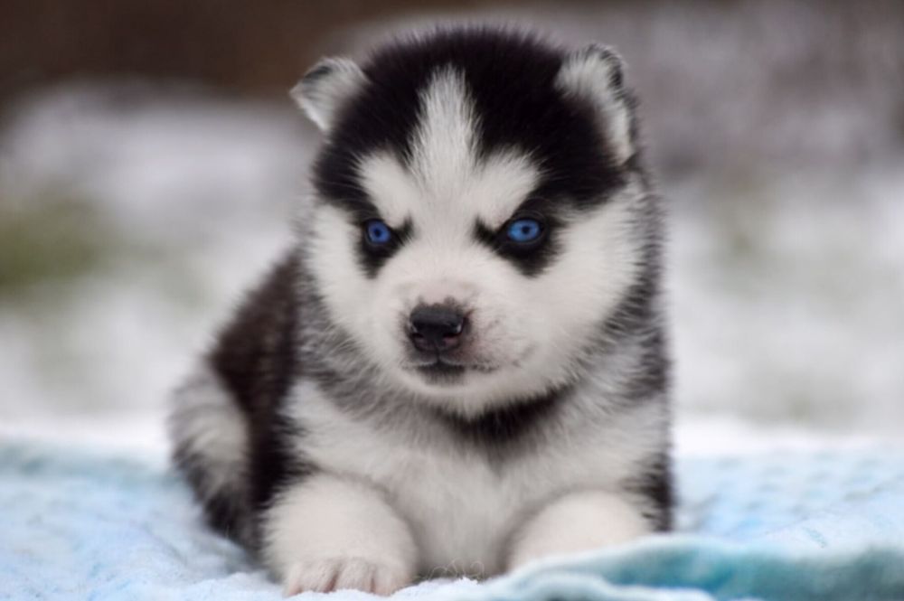 Голубоглазый мальчик хаски