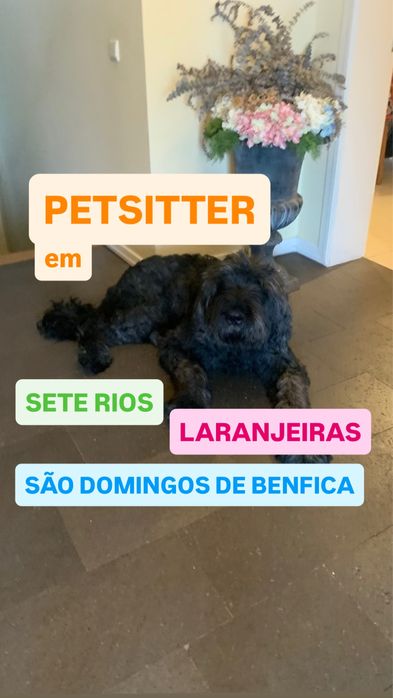 Petsitting e dogwalking438131563954841600