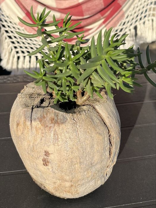 Seculenta em vaso de Couco.
