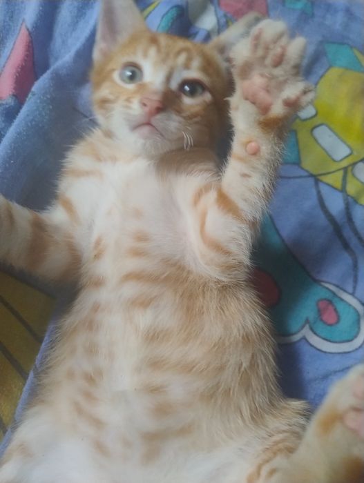 Отдам котят в семью