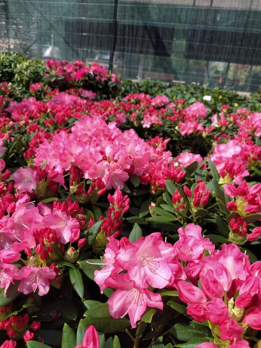 Różaneczniki, azalie japońskie