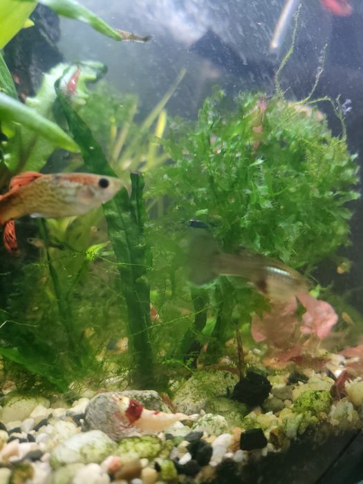 Rośliny Rybki Akwariowe głupiki glonojady rogatek krewetki