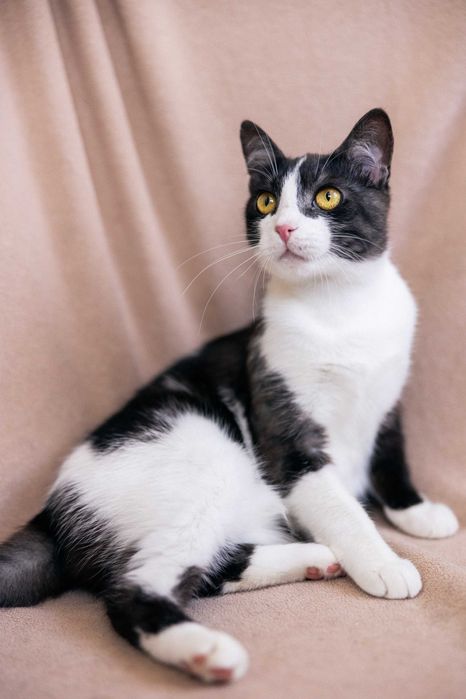 Черно белый красавчик мечтает о доме