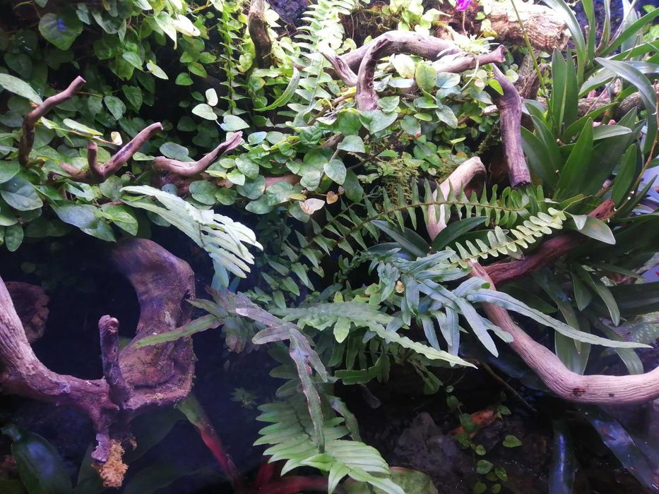 Terrário Exo Terra com móvel