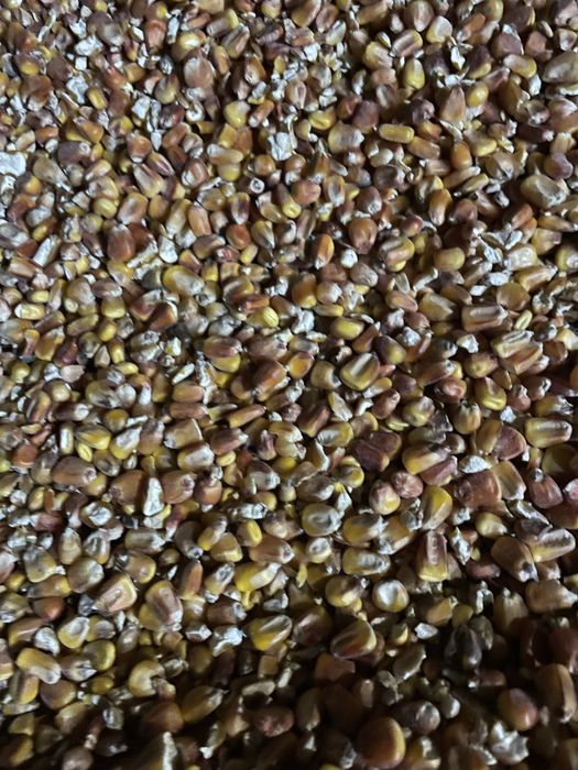 Кукурудза свіжа .