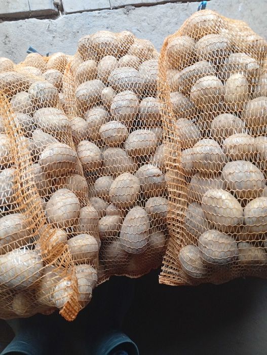 Sprzedam ziemniaki Soraya i Vineta