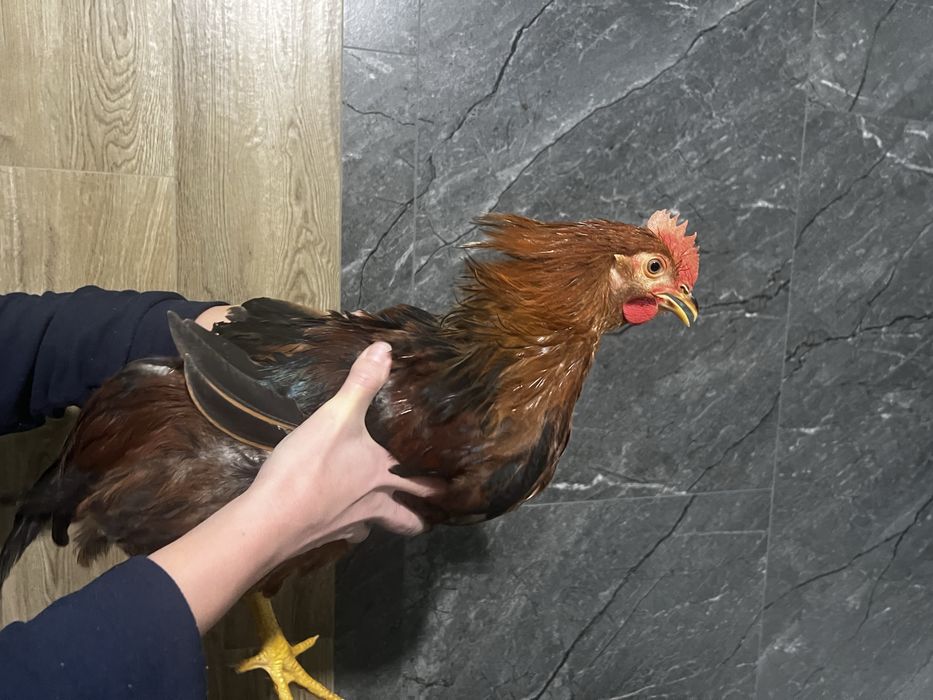 Продам молодих  півників