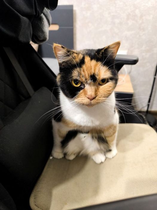 Скотіш страйт, шотландська прямовуха кішка