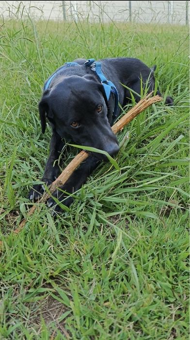 Kiko - Cão Perfeito para Adoção. Raçado de labrador