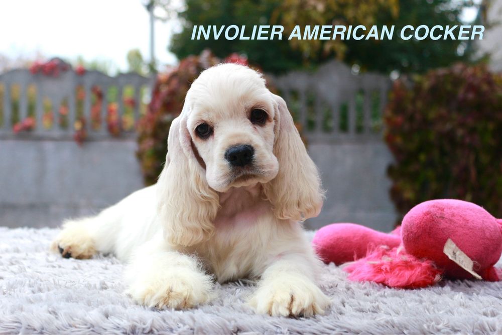 Хлопчик, Американський Кокер Спаніель