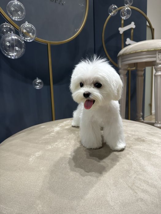 Вʼязка мальтезе