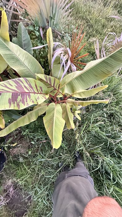 Banana Musa sikkimensis “Red Tiger”