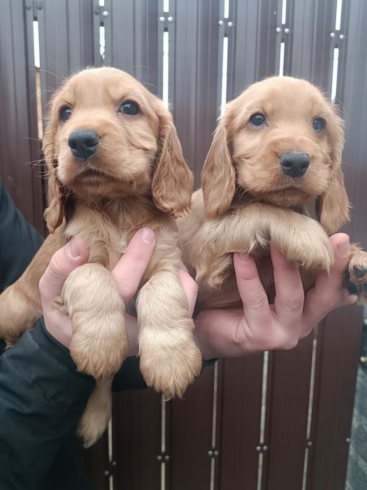 Бомбезные Англичане