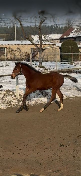 Ogierek 2025 Vincento des Fortes (Calvaro Z) x Klasyk (Elmero Ramiro Z