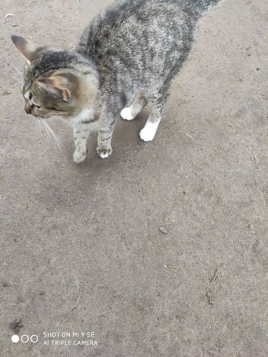 Кошенята у добрі руки