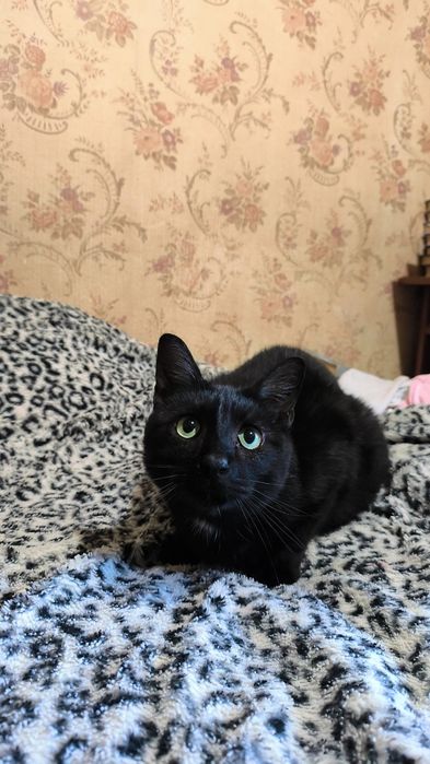 Котик в добрі руки, родину