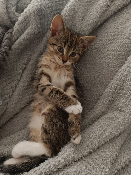kotek do adopcji