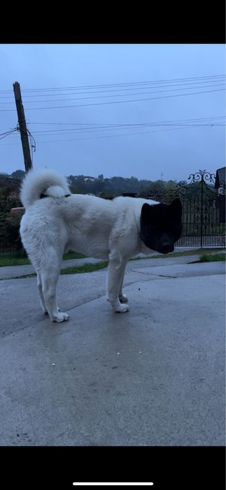 Вʼязка Американська акіта