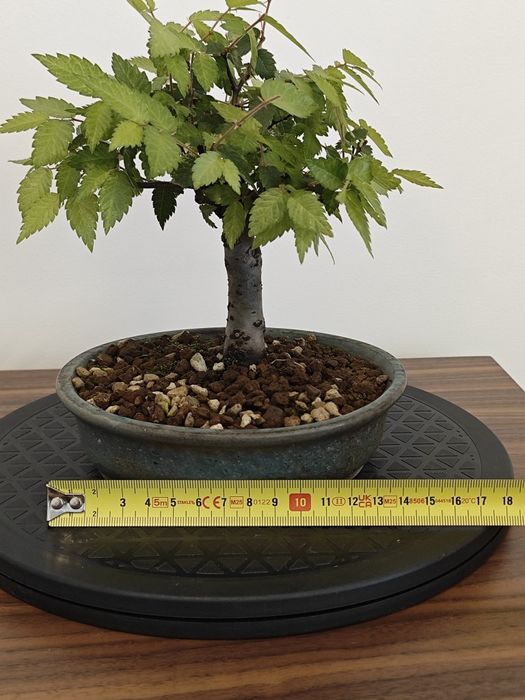 Pré-Bonsai Ulmus