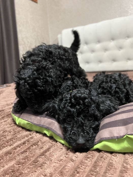 Справжній ТОЙ ПУДЕЛЬ