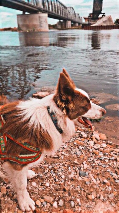 Border Collie szczeniak czekoladowy do ODBIORU! UNIKAT!