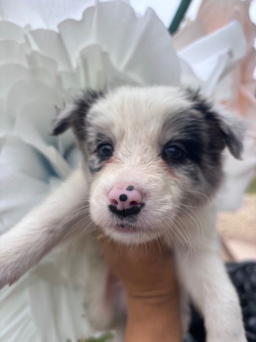 Wyjątkowy piesek Border Collie blue merle - Alfa- szuka kochającego domu