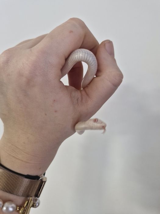 Wąż zbożowy Amel Palemetto