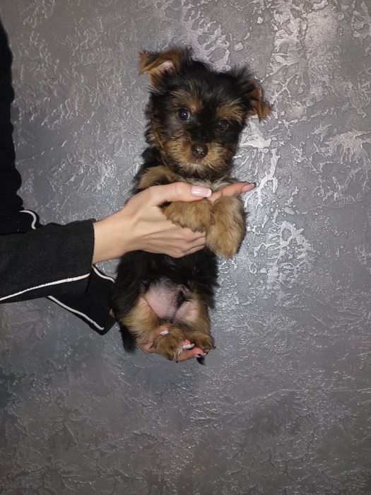 Йоркширский терьер