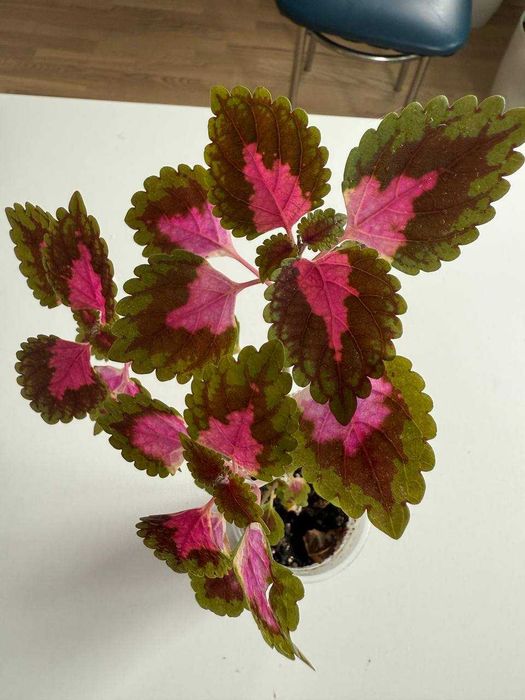 Домашні рослини (Фікус Бенжаміна, Плектрантус, Дріміопсіс, Колеус)